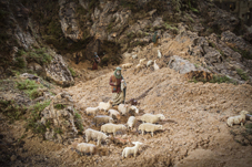 pastor con ovejas